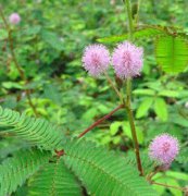 含羞草、花卉種子、花種、盆花